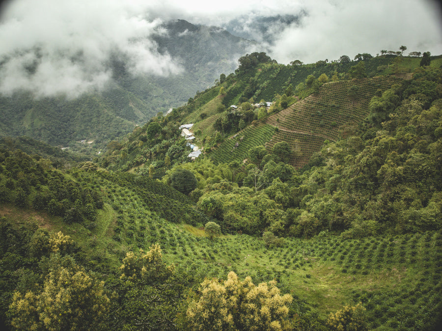 Columbia, Finca El Paraiso Caturra Chiroso - Filtre Kahve