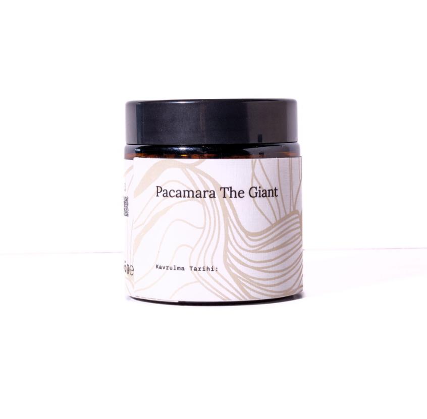 Pacamara the Giant - 45g
